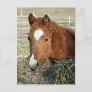 Sugarman's Lynx Postkarte