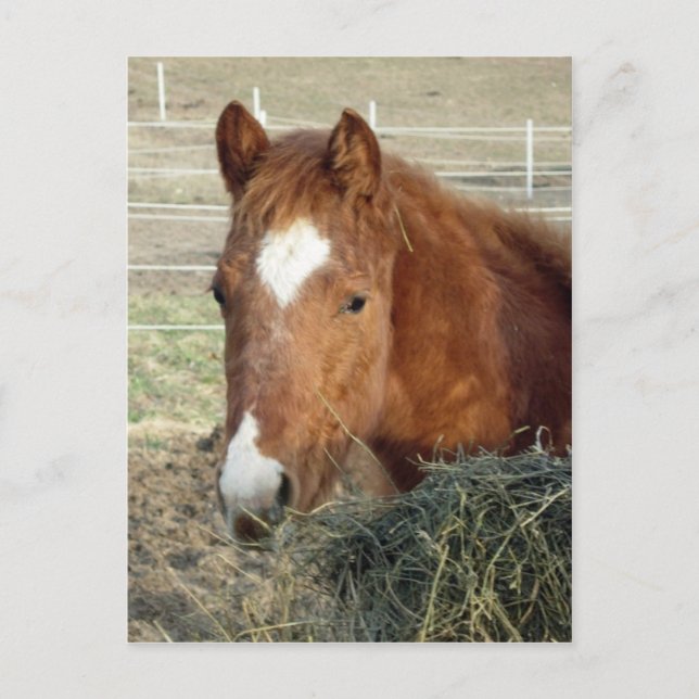 Sugarman's Lynx Postkarte (Vorderseite)