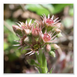 Sukkuläre Blume Fotodruck