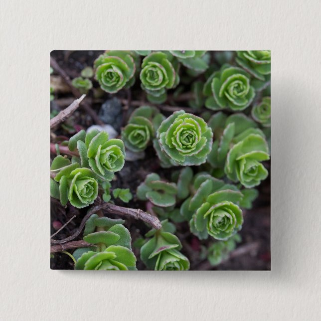 Sukkuläre Fotografie Button (Vorderseite)