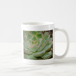 Sukkuläre Pflanze Kaffeetasse