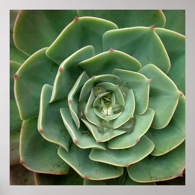 Sukkuläre Print 2 Poster (Vorne)