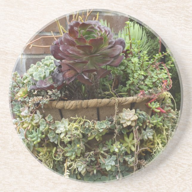 Sukkuläre Untersetzer (Vorne)