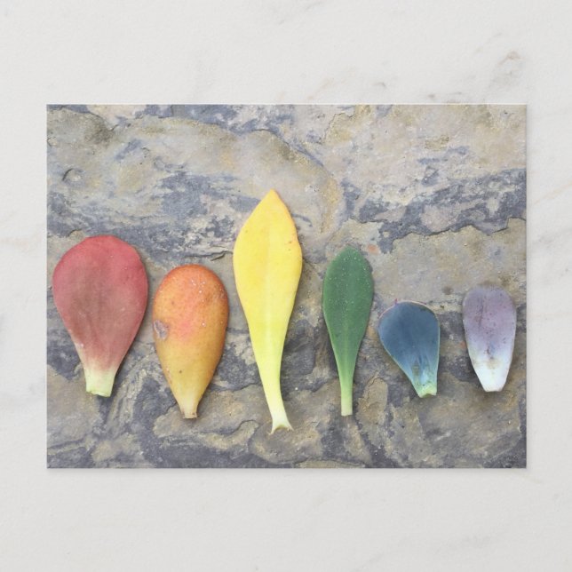 Sukkulärer Leaf Rainbow Postkarte (Vorderseite)