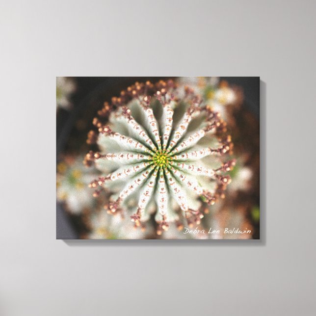 Sukkuläres Foto von Debra Lee Baldwin Leinwanddruck (Vorderseite)