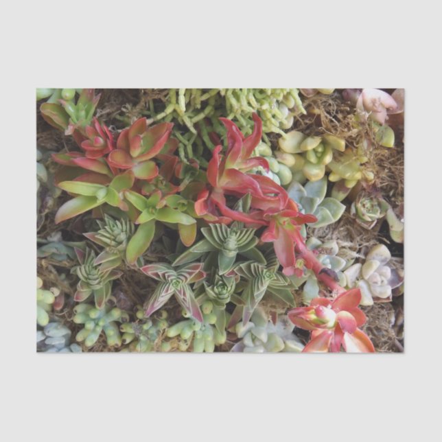 Sukkuläres Gewebepapier Seidenpapier (Vorderseite)