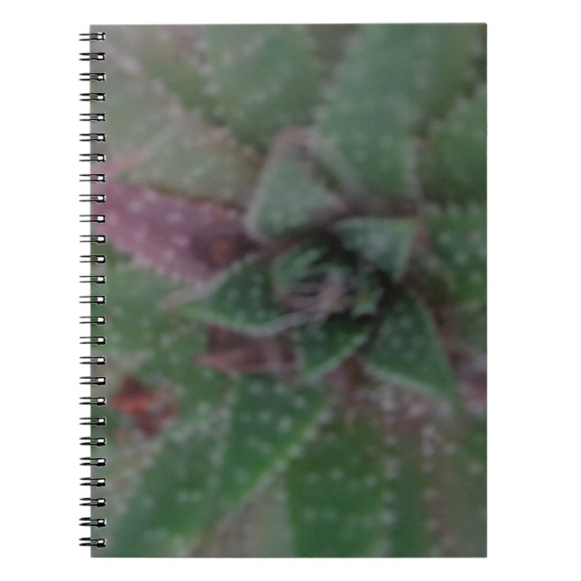 Sukkulent, grün Lila, Natur, Flora Pflanze Notizblock (Vorderseite)