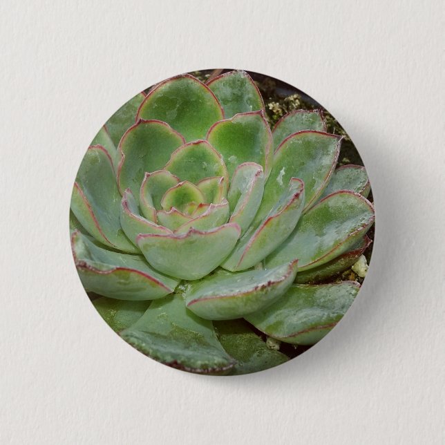 Sukkulent, Hen und Küken Button (Vorderseite)