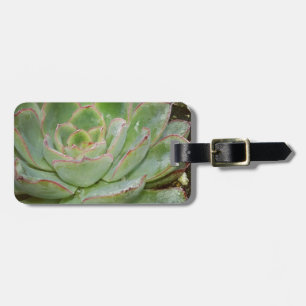 Sukkulent, Hen und Küken Gepäckanhänger