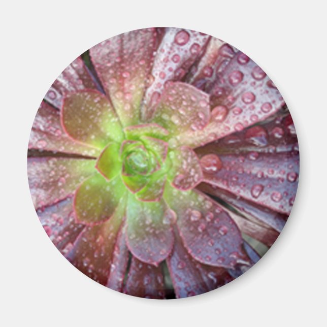 sukkulent magnet (Vorne)