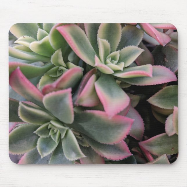 sukkulent mousepad (Vorne)