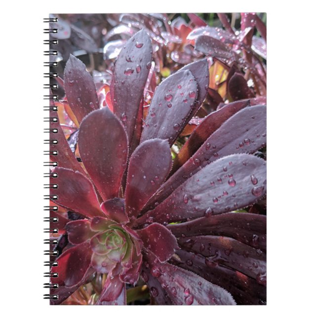sukkulent notizblock (Vorderseite)