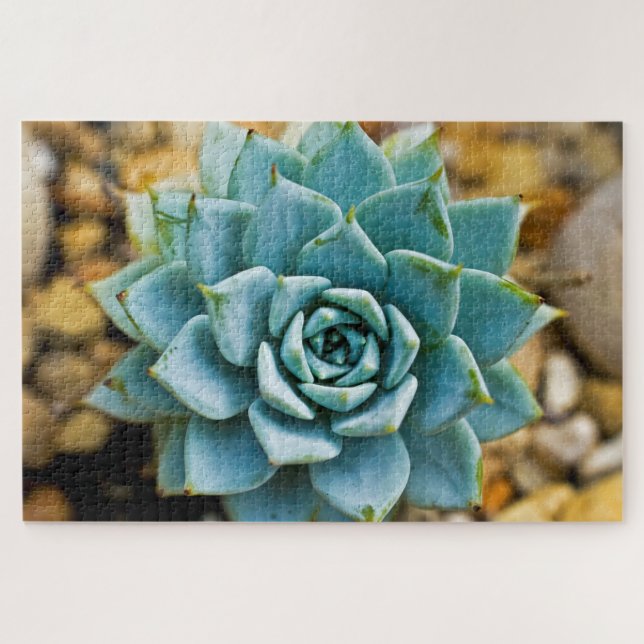 sukkulent puzzle (Horizontal)