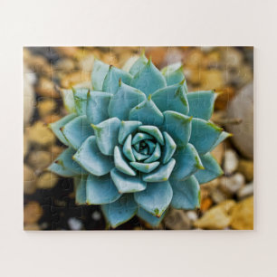 sukkulent puzzle