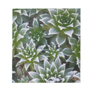 Sukkulente Hen & Chicks mit Frost am frühen Notizblock