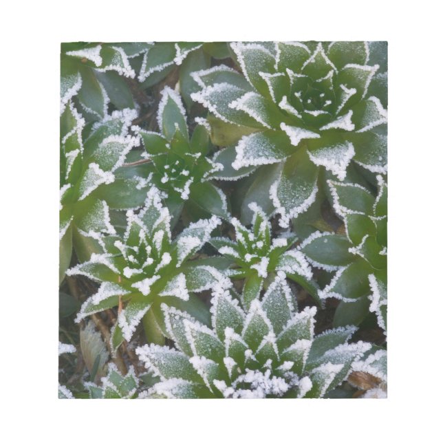 Sukkulente Hen & Chicks mit Frost am frühen Notizblock (Vorderseite)