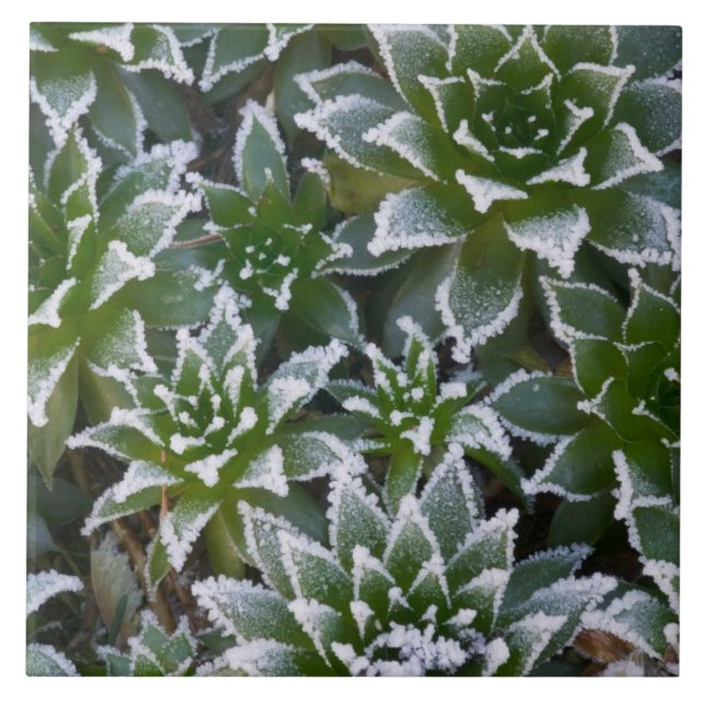 Sukkulente Hen & Chicks mit Frost im frühen Fliese (Vorderseite)