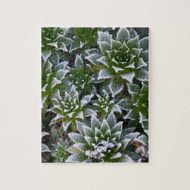 Sukkulente Hen & Chicks mit Frost im frühen Puzzle (Vertikal)