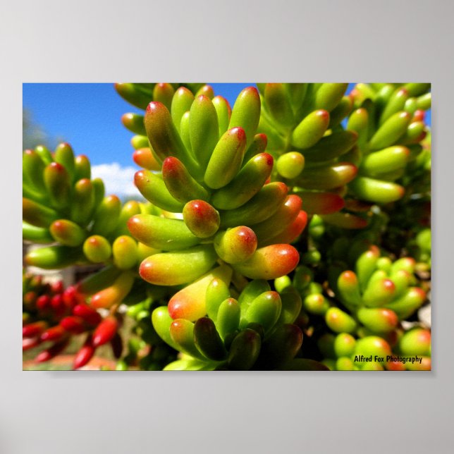 Sukkulente Jelly Bean Pflanze Poster (Vorne)