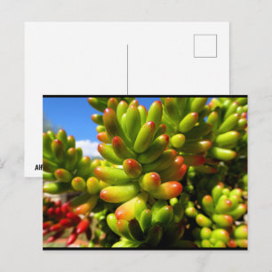 Sukkulente Jelly Bean Pflanze Postkarte