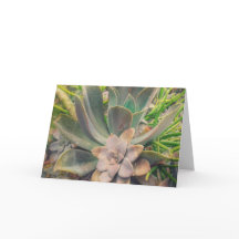 Sukkulente, Muttertag