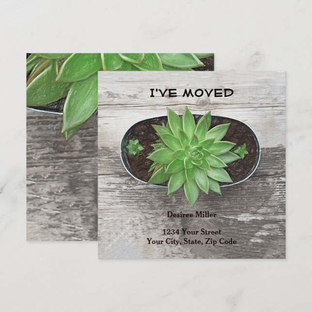 Sukkulente Pflanze Ich habe eine neue Adresse vers Ankündigung (Vorne/Hinten)