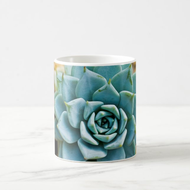 Sukkulente Tasse (Mittel)