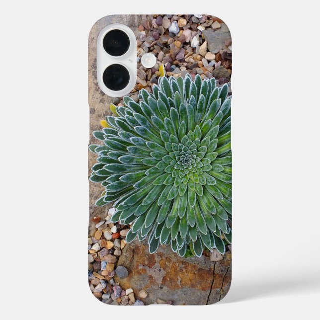 Sukkulente Wüste-Pflanze Case-Mate iPhone Hülle (Rückseite)