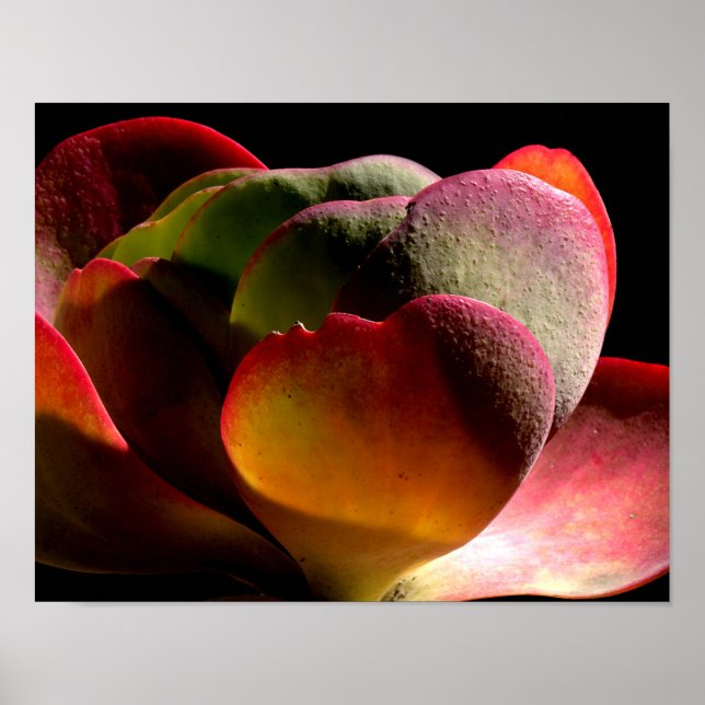 Sukkulente Wüste-Pflanze Poster (Vorne)