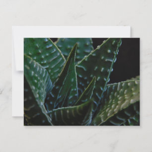 Sukkulente Zebra-Pflanze Postkarte