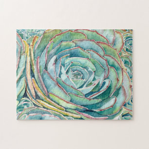 Sukkulentes Rätsel: Blaue Rose Echeveria Puzzle