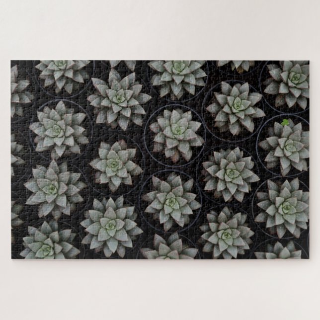 Sukkuline in Töpfen Puzzle (Horizontal)