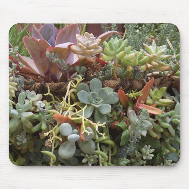 Sukkuline Mousepad (Vorne)