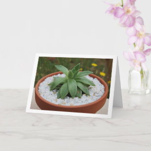 Sukkuline Pflanze Terracotta Pot Karte