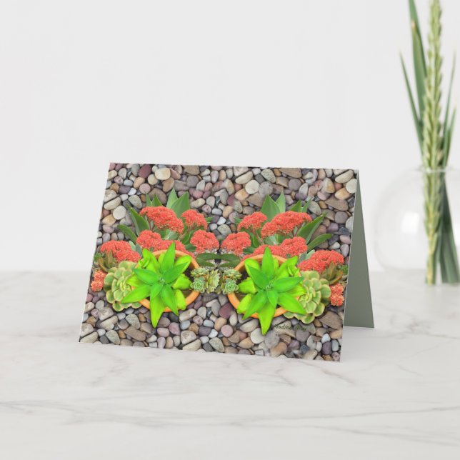 Sukkulturen auf Gartenkies Ankündigung (Vorderseite)