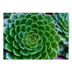 Sukkulturen - Echeveria-Pflanze