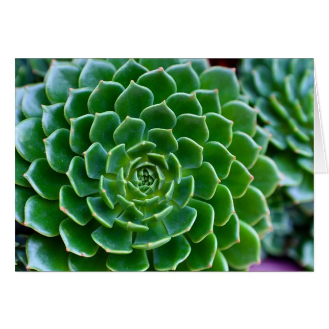 Sukkulturen - Echeveria-Pflanze (Vorderseite (Horizontal))