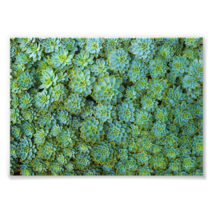 Sukkulturen - Echeveria-Pflanze Fotodruck