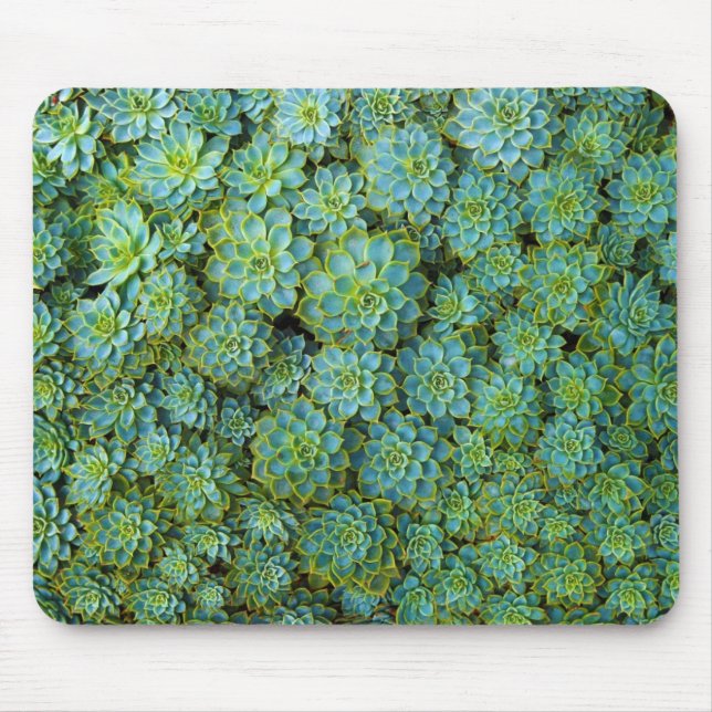 Sukkulturen - Echeveria-Pflanze Mousepad (Vorne)