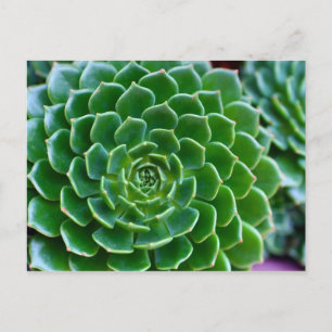 Sukkulturen Echeveria-Pflanze Postkarte