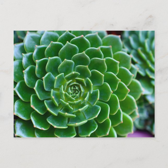 Sukkulturen Echeveria-Pflanze Postkarte (Vorderseite)