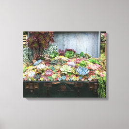 Sukkulturen in der Schatztruhe Leinwanddruck