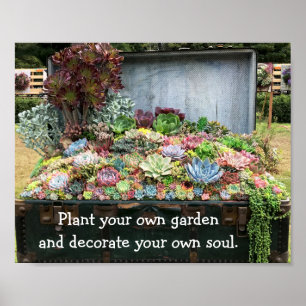 Sukkulturen in der Schatztruhe Poster