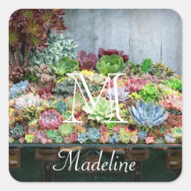 Sukkulturen in der Schatztruhe