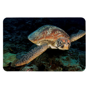 Sulawesi Green Sea Turtle Magnet
