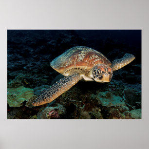 Sulawesi   Green Sea Turtle Poster