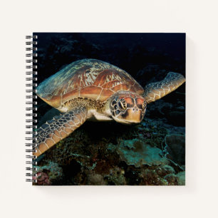 Sulawesi Grüne Meeresschildkröte Notizbuch