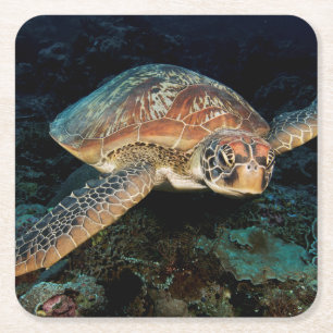 Sulawesi   Meeresschildkröte Rechteckiger Pappuntersetzer