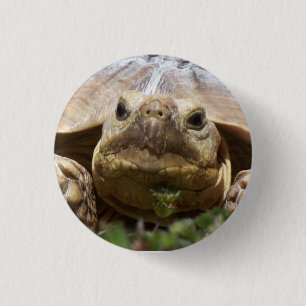Sulcata Schildkröte Button