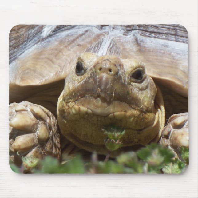 Sulcata Schildkröte Mousepad (Vorne)